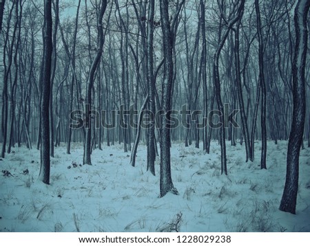 Trees in forest covered with fresh snow after snowfall. Oak trees, woodland,winter landscape,relaxing winter nature. Can be used as christmas photo or expresssion of melancholic mood.
