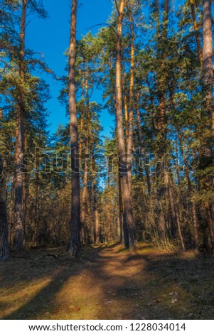 Pine forest pinery sosnovy bor forest. Kaluga region. Russia