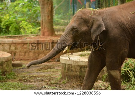 Small Asiatic Elephant is playing with grass in Bannerghatta National Park,Bengaluru India