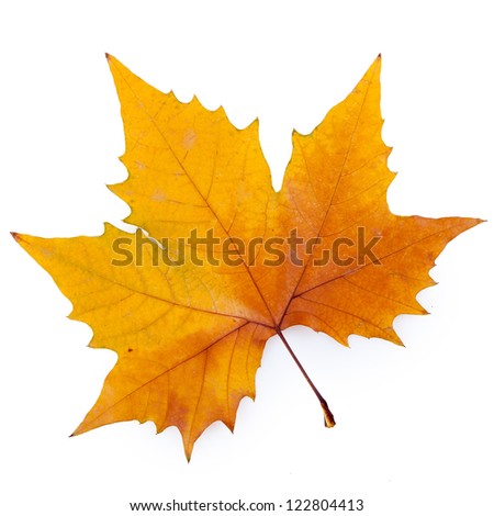 plane tree leaf isolated on white.(Keep path) Royalty-Free Stock Photo #122804413