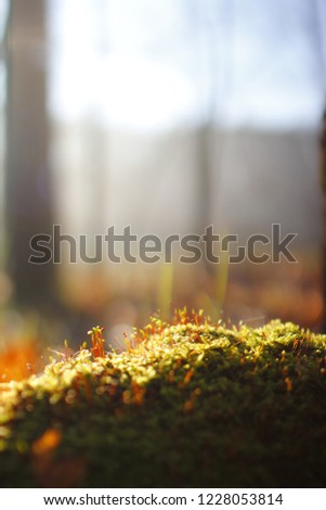 Morning autumn bokeh blicks in the forest