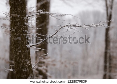 Winter in the forest with covered snow trees, abstract landscape xmas season
