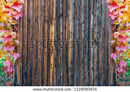 wooden slats texture framed with autumnal colored vine leaves used for advertising