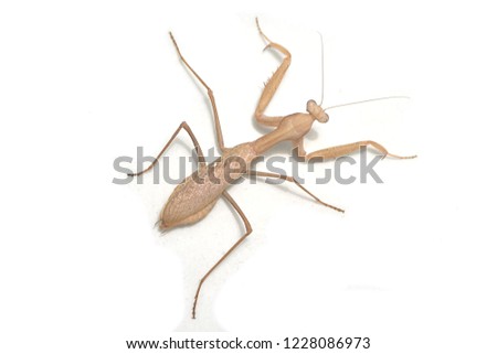 Trying to provide a photosession for my freind's pet, sphodromantis viridis