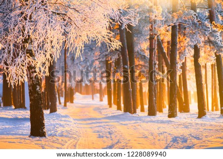 Winter forest with magical sunlight. Landscape with frosty winter forest on Christmas morning. Christmas or New Year background. Royalty-Free Stock Photo #1228089940