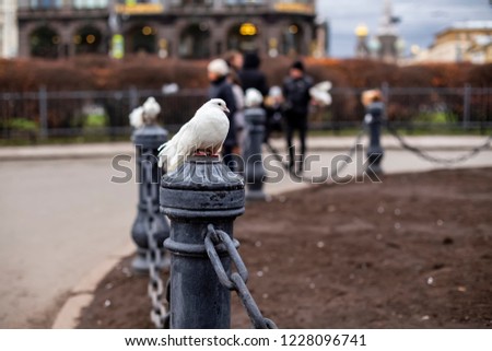 Peacock pigeon sitting on a pole