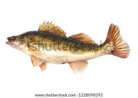 Predator Fish. Fresh Zander or Pike Perch Fish, isolated on a white background. Close-up. Royalty-Free Stock Photo #1228098292