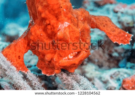 Strikingly bright orange frog fish on a tropical coral reef in Indonesia