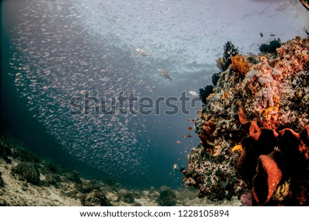 Stunning colorful healthy coral reef from tropical Indonesia scuba diving