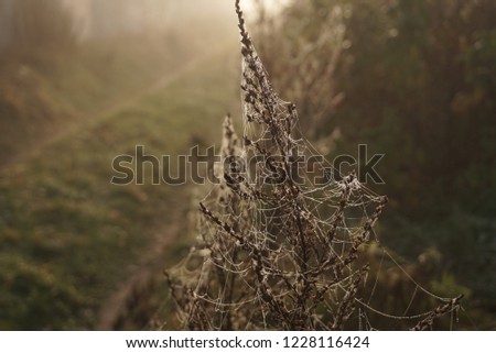 Indian Summer. Wet dry plant with Indian Summer. Natural background