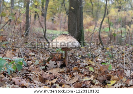 a parasol mushroom between the brown leaves in the forest in fall