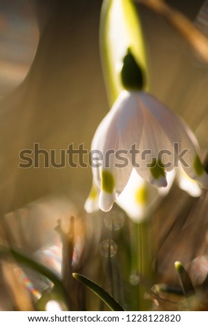 The flower of a snowflake in the springtime (leucojum vernum)