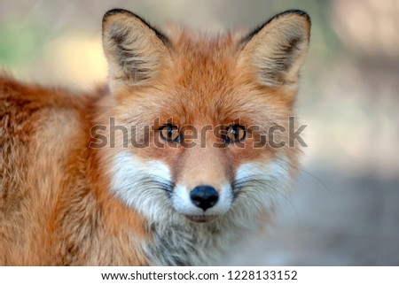 Close up funny young red fox portrait