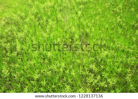 Beautiful grass texture for background.