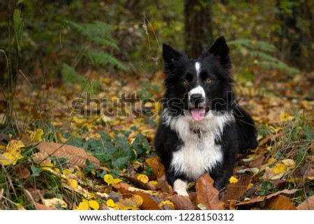 Happy and relaxed border collie puppy in the countryside