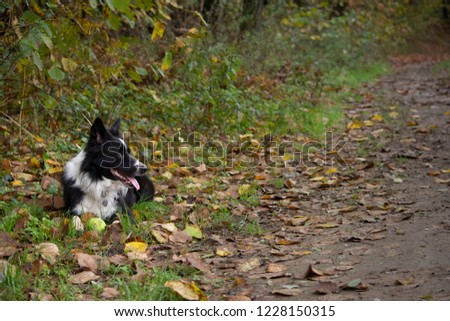 Happy and relaxed border collie puppy lying down in a mountain trail with his ball