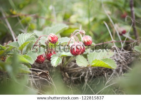 Fragile, hidden strawberry bush on the field