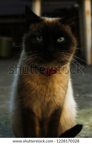 A siamese cat standing and looking curious