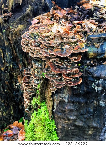 Autumn forest mushrooms