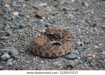 Rattlesnake found on our property in the western part of Northern California. 