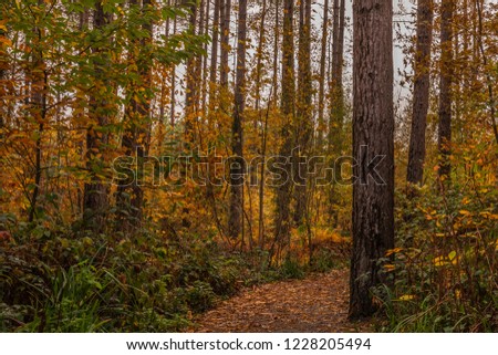 Path through the woods