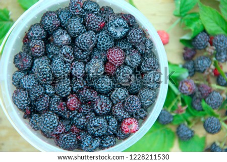 Crop of black raspberry berries. Ripe Rubus occidentalis in bucket. Bucket full of fresh and sweet black raspberries. Closeup of ripe raspberry. Harvest of Rubus occidentalis