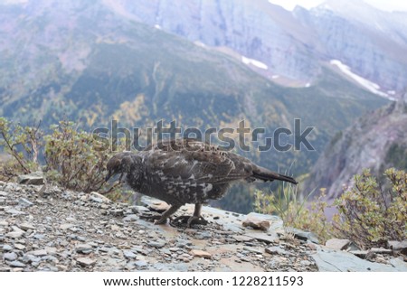 Mountain chicken on the trail to Grinnell glacier in Many Glacier area, Glacier National Park, Montana, USA