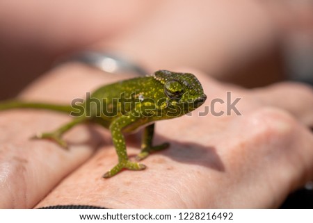 Baby panther chameleon sitting on the back of a hand. 