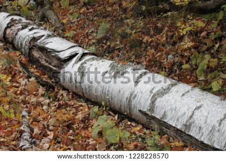 Fallen Birch Tree in Autumn Leaves