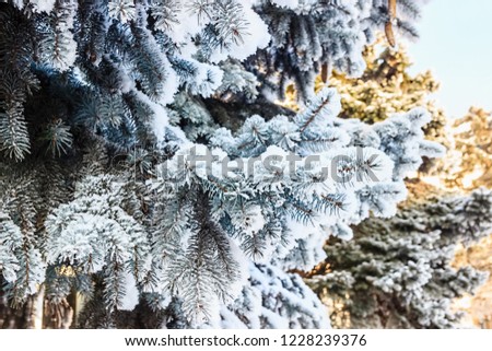 Winter landscape. Snowy nature. Snow-covered forest. Christmas weather.