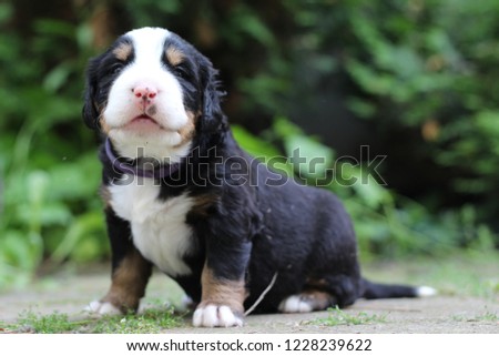 Having a litter of Bernese Mountain Dog puppies was the best experience of my entire life. This is when they were about four weeks old. Exploring their surroundings as puppies do! Royalty-Free Stock Photo #1228239622