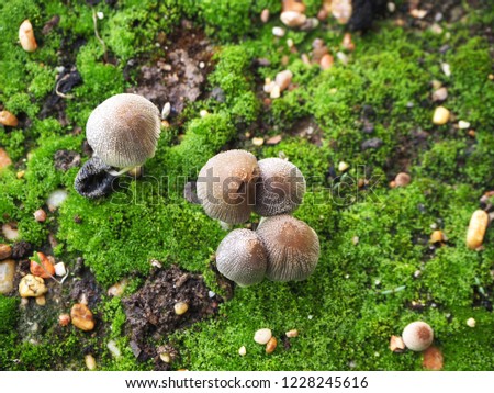macro mushrooms growing moss