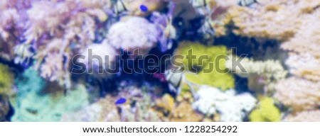 Defocused background of aquarium. Intentionally blurred post production for bokeh effect