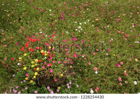Portulaca flower in garden. (Portulaca oleracea) 

