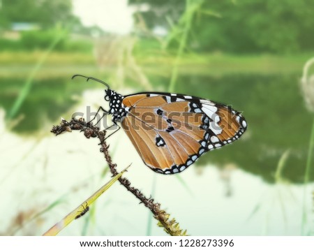 Beautiful butterfly, Black veined brown butterfly, Animals,Danaus plexippus, Indian Monarch butterfly.