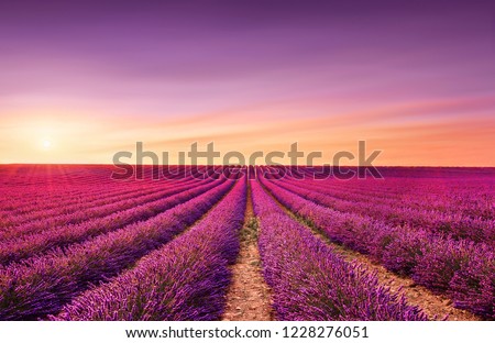Lavender flowers blooming fields at sunset. Valensole, Provence, France, Europe.