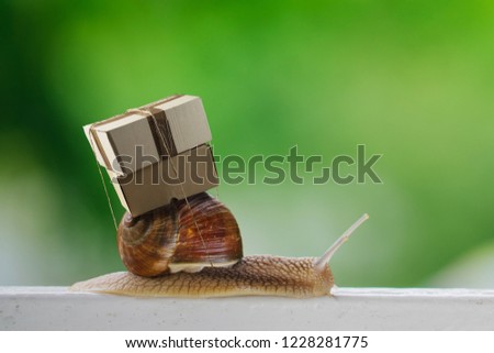 Close up shot of big snail carrying a bunch of boxes on a back. Speed delivery, transportation humorous concept. Mock up, copy space for your text.
