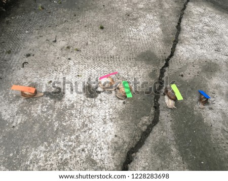 The snail race in the starting position on the cracked concrete surface after the rain, gray pattern background