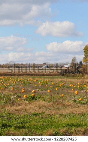 Pumpkin Fields Pumpkins For Sale