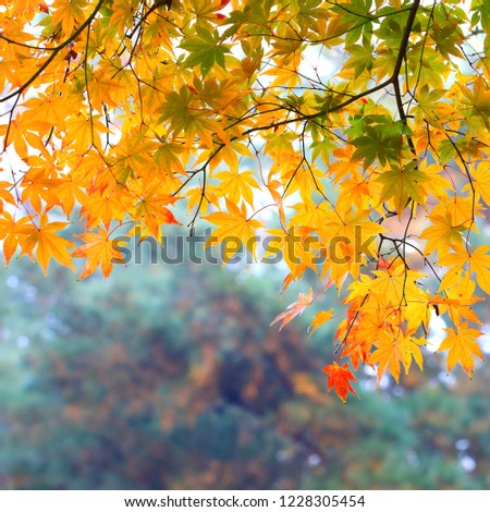 a glorious autumn foliage