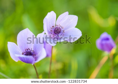 Poppy Anemone (Anemone coronaria) flower