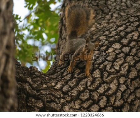 Squirrel looking at you