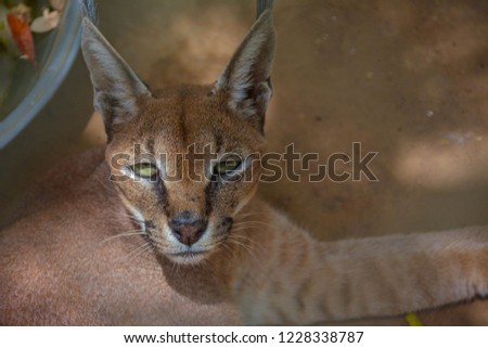 Jungle cat or wild cat close up shot