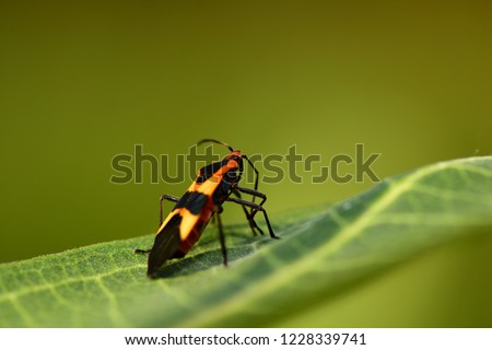 A milkweed assassin bug on a leaf with a natural green background.