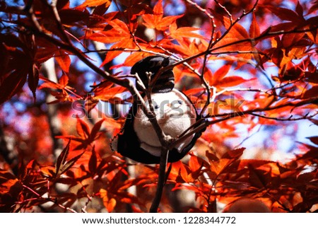 Autumn season colorful of leaves  in Sapporo Hokkaido Japan