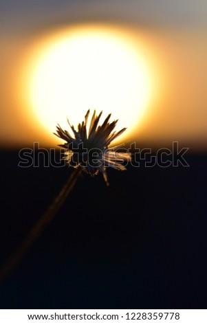 Close-up grass flower with sunset background

