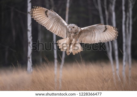 Eagle owl flying in the forest. Huge owl with open wings in habitat with trees. Beautiful bird with orange eyes.