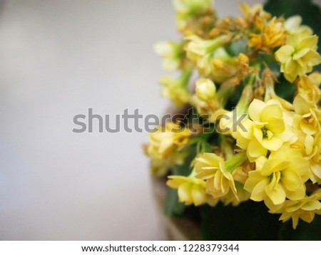 Yellow rose with green leaves in brown pot.small flowers background.