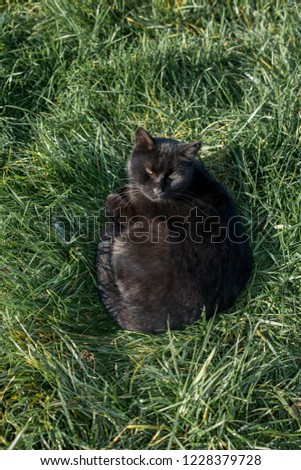 pictures of the Lovely cat as domestic animal in view