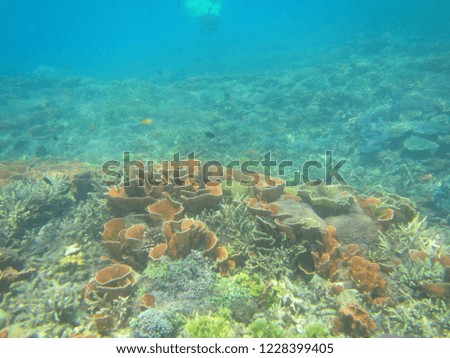 The colorful healthy coral reef. Scuba diving coral reef scene